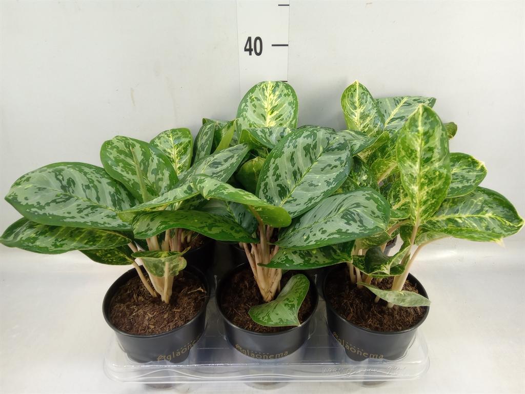 Горшечные цветы и растения оптом Aglaonema Ivy Green от 6шт из Голландии с доставкой по России