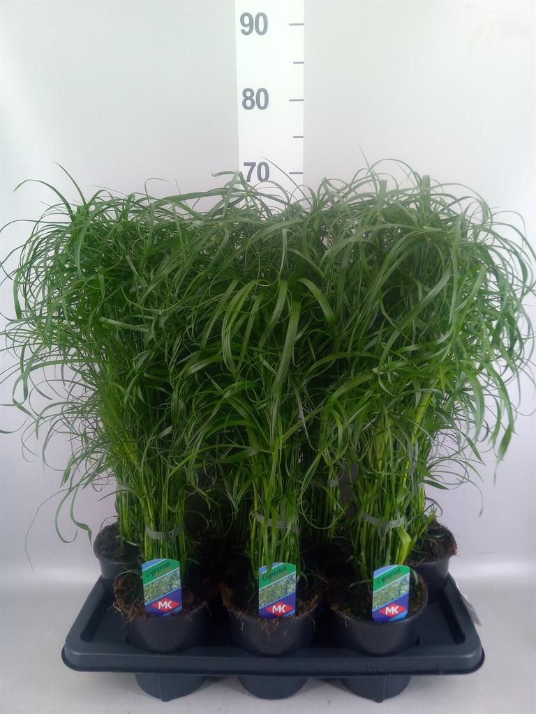 Горшечные цветы и растения оптом Cyperus Alternifolius от 7шт из Голландии с доставкой по России