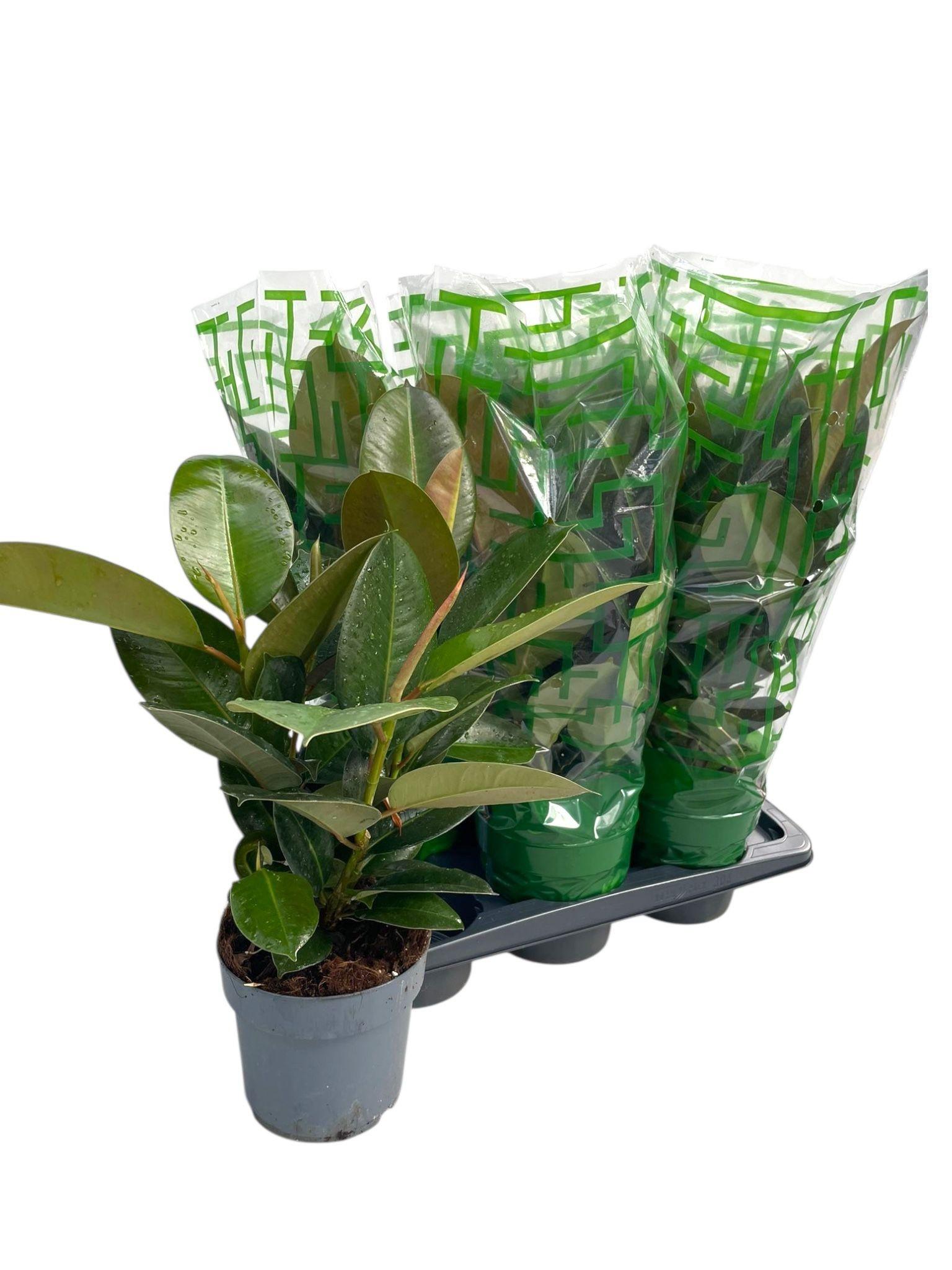 Горшечные цветы и растения оптом Fic El Robusta от 6шт из Голландии с доставкой по России