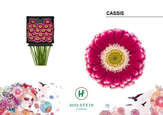 Срезанные цветы оптом Germini diamond cassis от 20шт из Голландии с доставкой по России