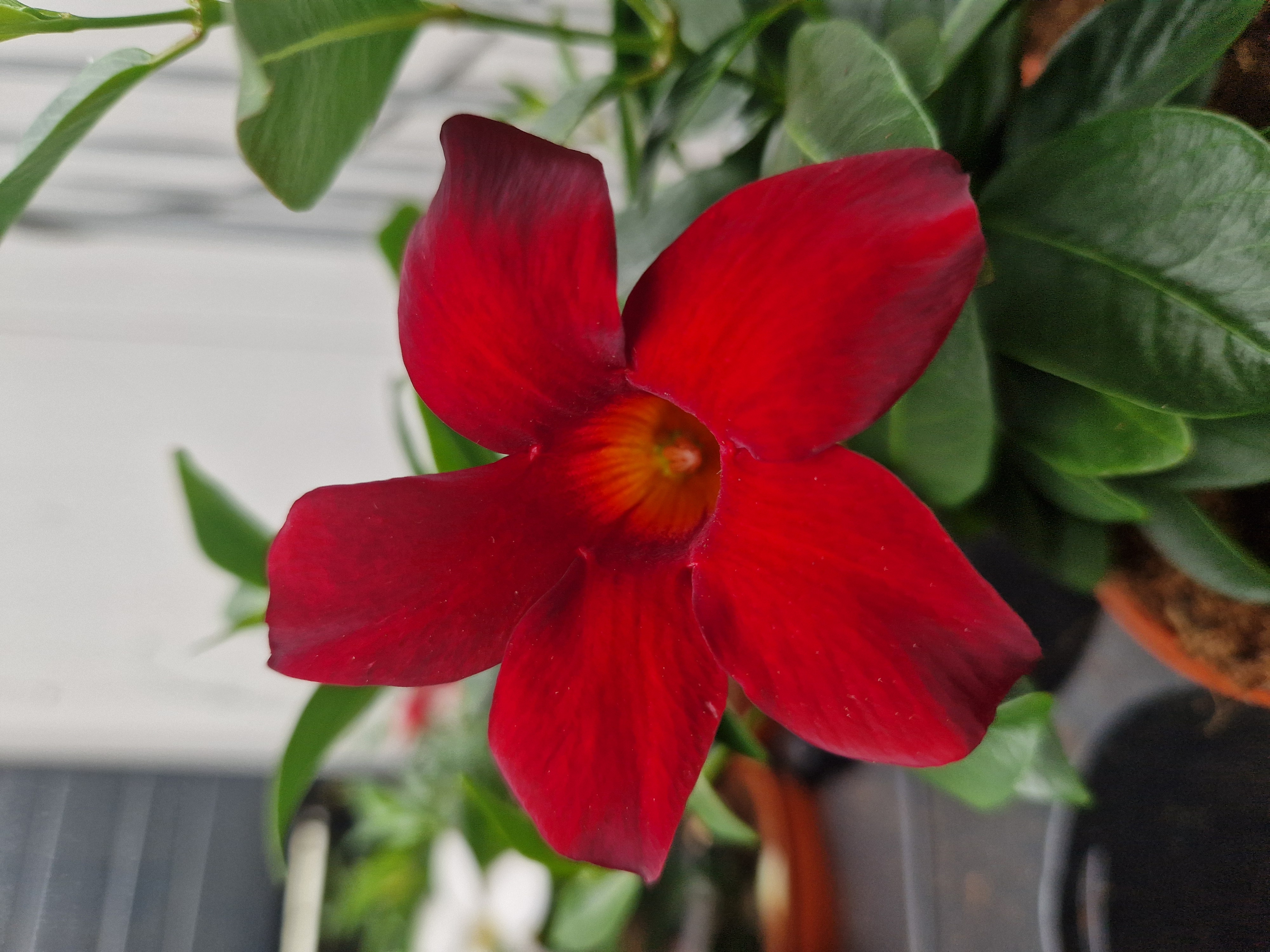 Горшечные цветы и растения оптом Mandevilla Rio, 3 Stek Per Pot Gemengd In Tray от 6шт из Голландии с доставкой по России