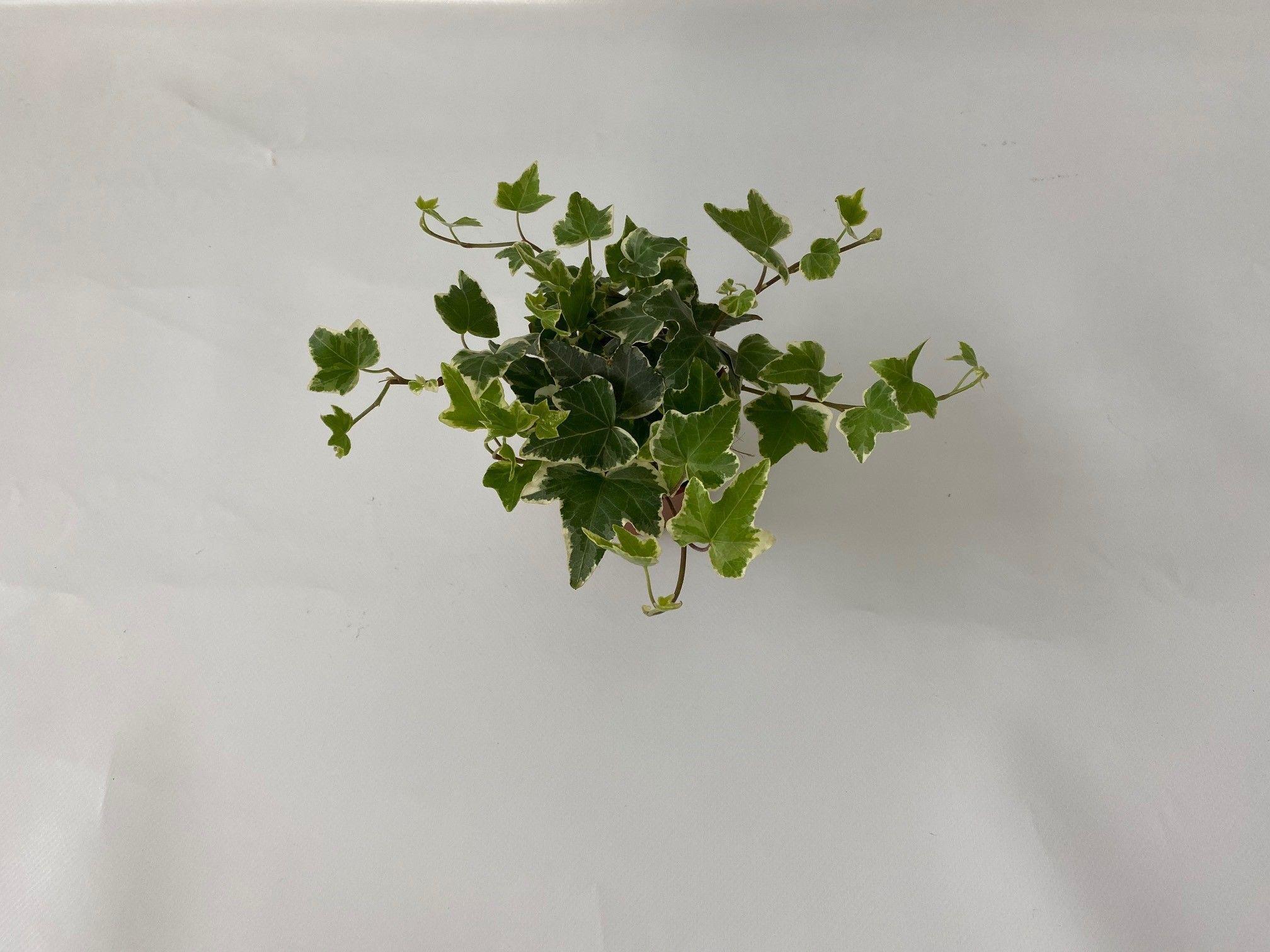 Горшечные цветы и растения оптом Hedera Hel. Mix Witbont от 18шт (для телеги) из Голландии с доставкой по России