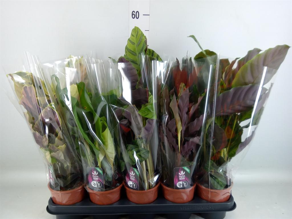 Горшечные цветы и растения оптом Calathea   ...mix 5 от 10шт из Голландии с доставкой по России
