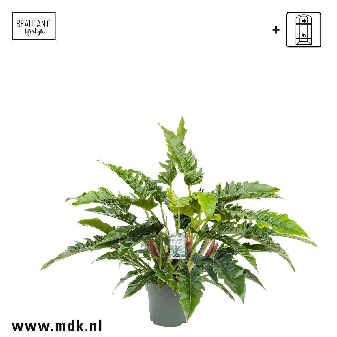 Горшечные цветы и растения оптом Philodendron Narrow Escape от 1шт из Голландии с доставкой по России