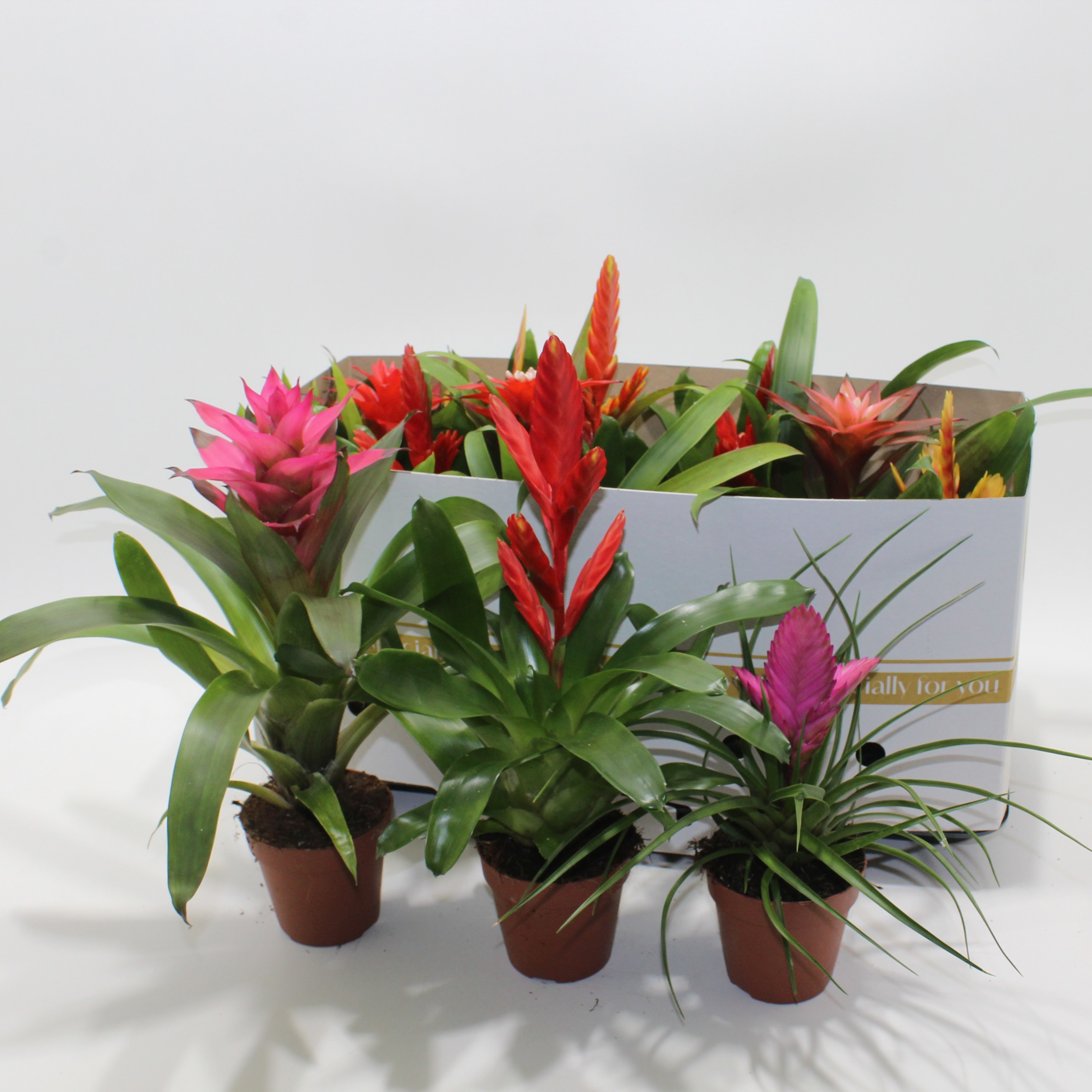 Горшечные цветы и растения оптом Bromelia Gem от 12шт из Голландии с доставкой по России