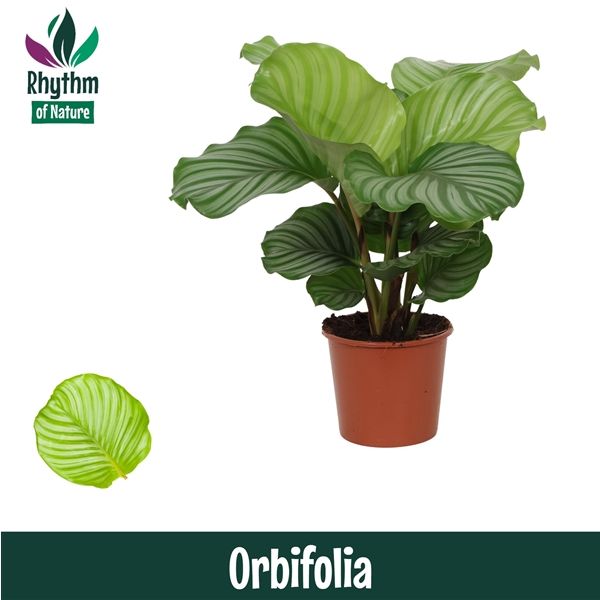 Горшечные цветы и растения оптом Calathea Orbifolia Rhythm Of Nature Zonder Ho от 6шт из Голландии с доставкой по России