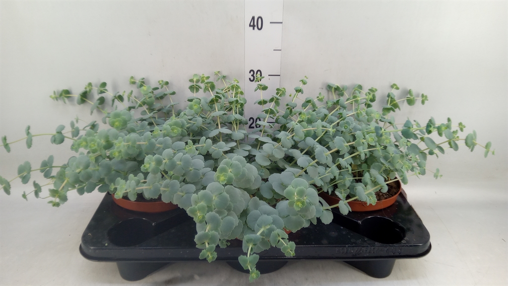 Горшечные цветы и растения оптом Sedum Sieboldii от 3шт из Голландии с доставкой по России