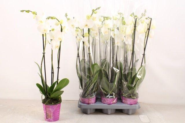 Горшечные цветы и растения оптом Phal Ov Wit от 6шт из Голландии с доставкой по России