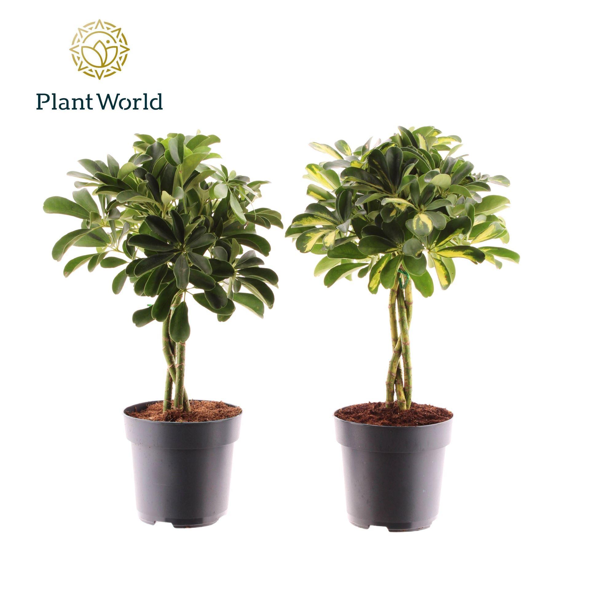 Горшечные цветы и растения оптом Schefflera Arbor.   ... от 6шт из Голландии с доставкой по России