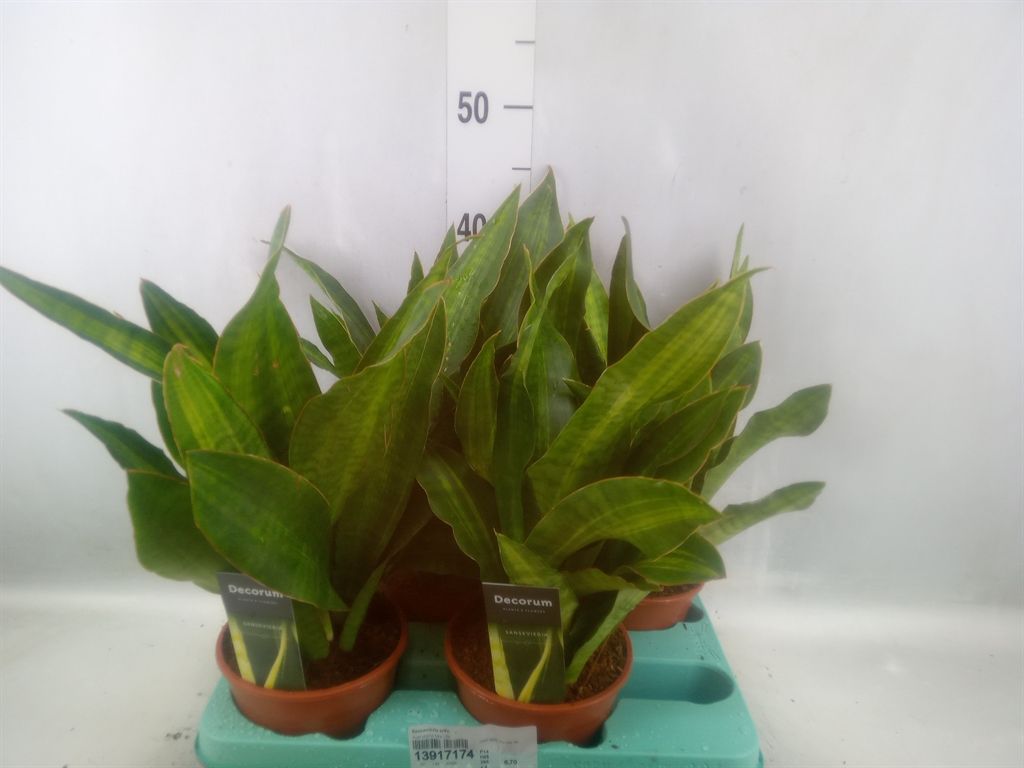 Горшечные цветы и растения оптом Sansevieria Trifa.   ... от 4шт' из Голландии с доставкой по России