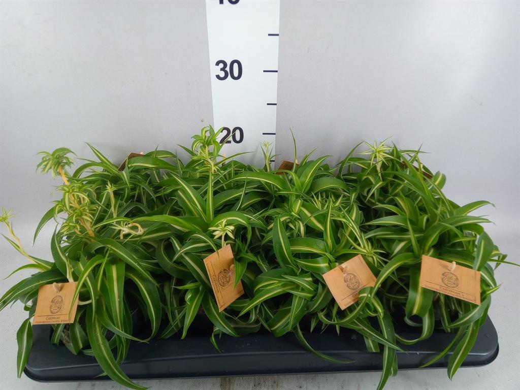Горшечные цветы и растения оптом Chlorophytum Com. bonnie от 8шт из Голландии с доставкой по России