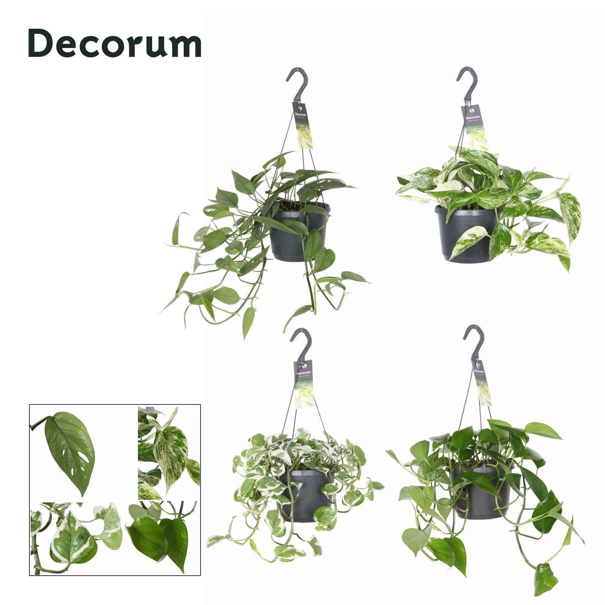 Горшечные цветы и растения оптом Epipremnum Gemengd от 6шт из Голландии с доставкой по России