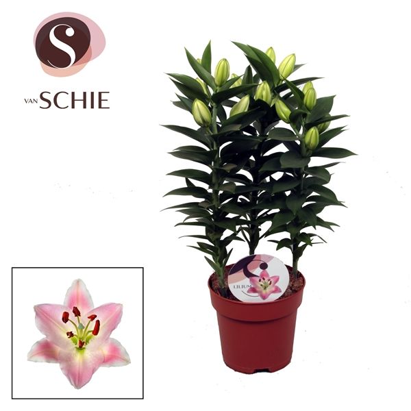 Горшечные цветы и растения оптом Lilium Or Rascal Souvenir 3pp от 6шт из Голландии с доставкой по России