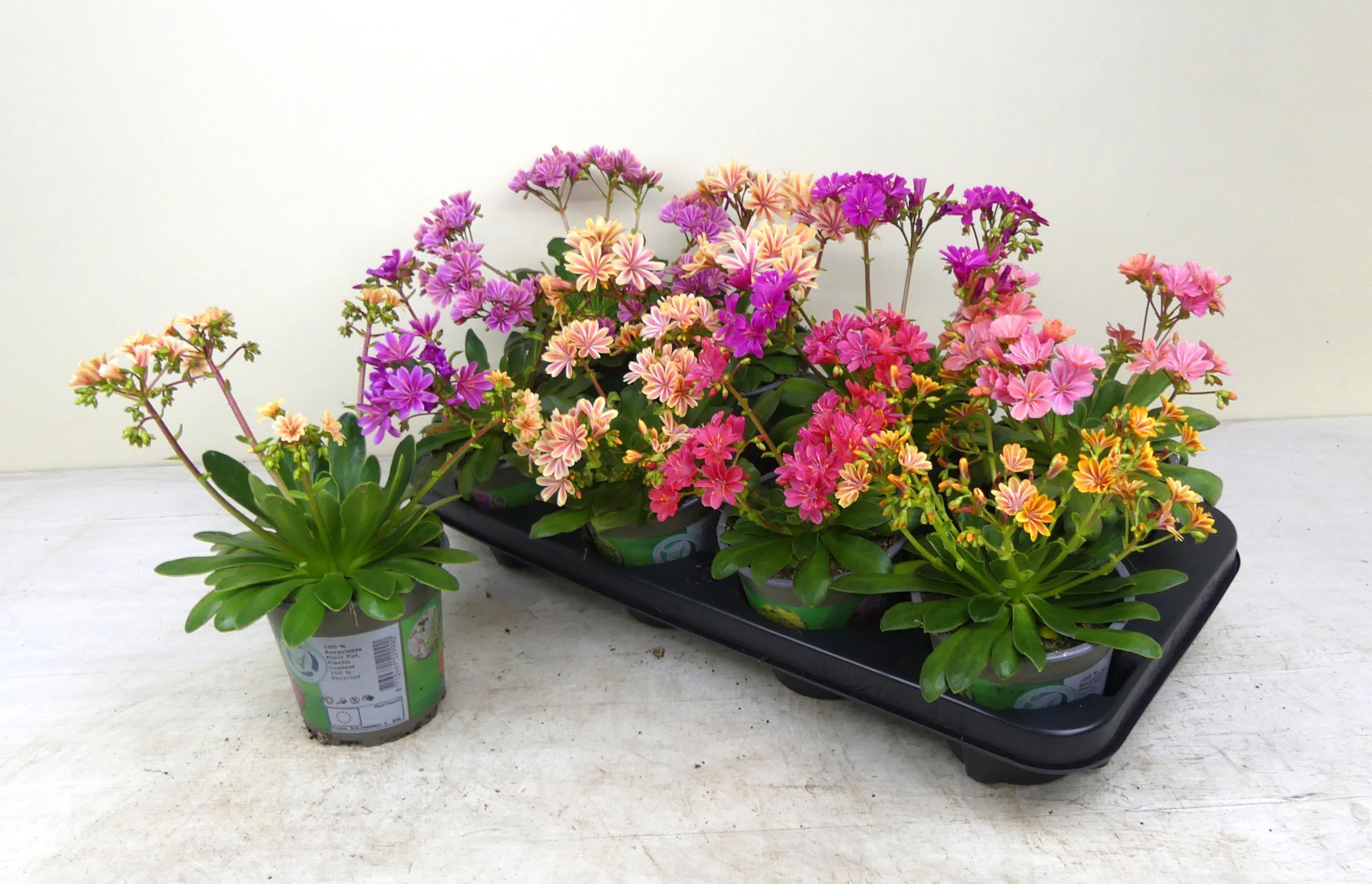 Горшечные цветы и растения оптом Lewi Cotyledon от 8шт из Голландии с доставкой по России