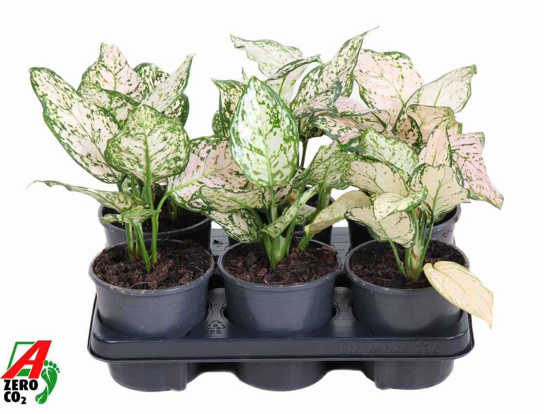 Горшечные цветы и растения оптом Aglaonema Pink Eileen от 6шт из Голландии с доставкой по России