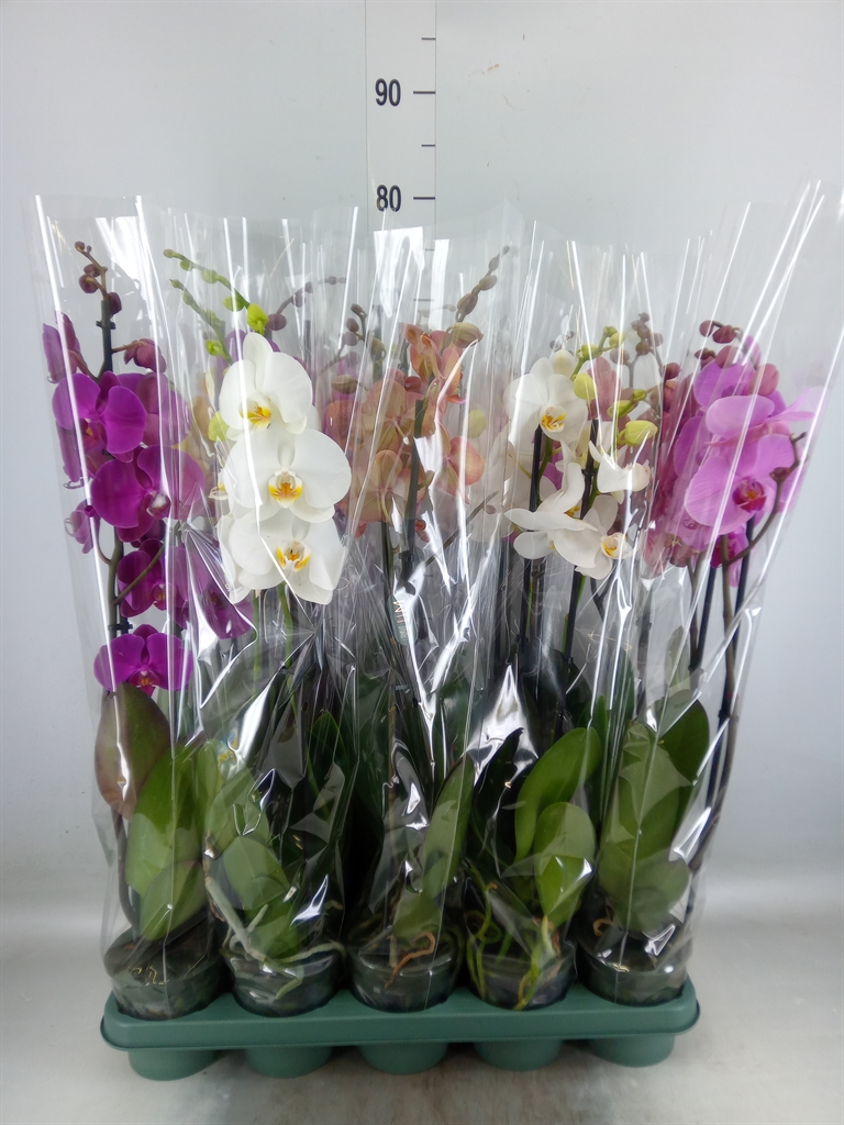 Горшечные цветы и растения оптом Phal 1st Authentic Mix от 10шт из Голландии с доставкой по России