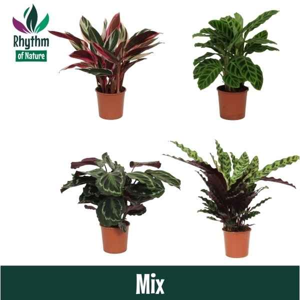 Горшечные цветы и растения оптом Calathea Mix Rhythm Of Nature от 8шт из Голландии с доставкой по России