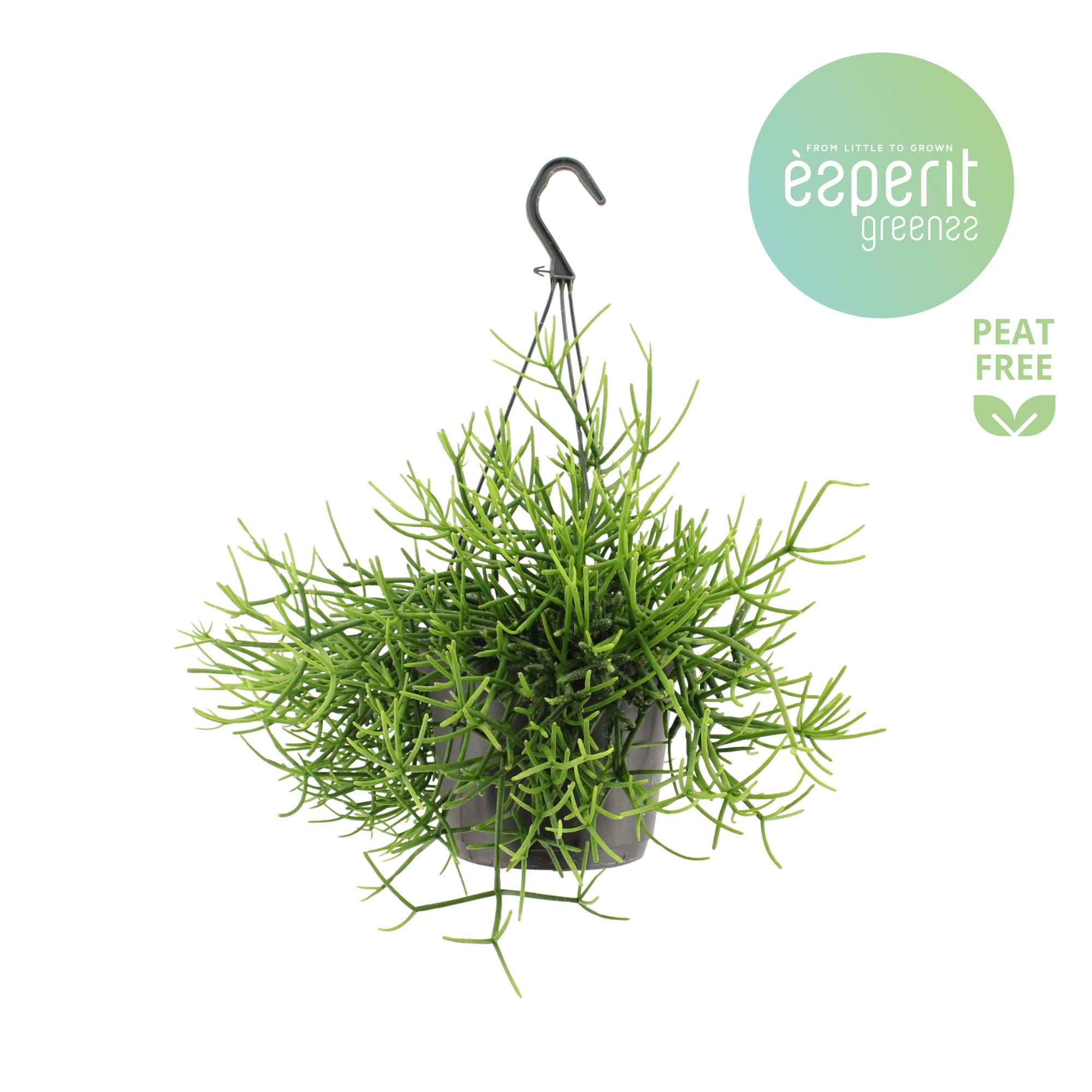 Горшечные цветы и растения оптом Rhipsalis Heteroclada Hangpot от 6шт из Голландии с доставкой по России
