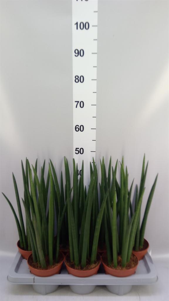 Горшечные цветы и растения оптом Sansevieria Cyl. ... от 7шт из Голландии с доставкой по России