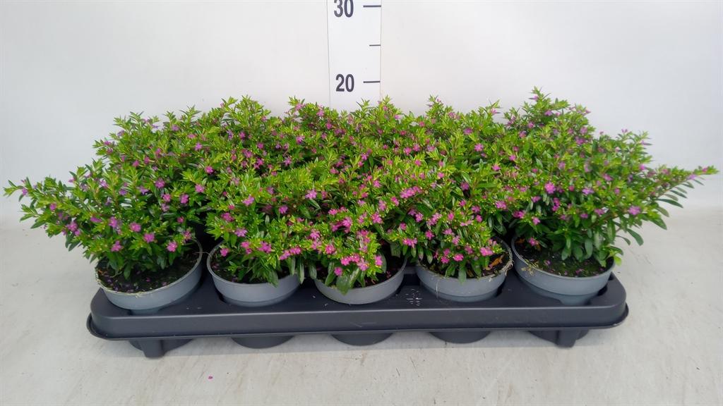 Горшечные цветы и растения оптом Cuphea Hyssop. от 10шт из Голландии с доставкой по России