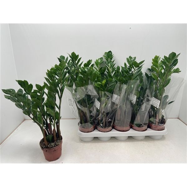 Горшечные цветы и растения оптом Zamioculcas 4+ от 10шт из Голландии с доставкой по России