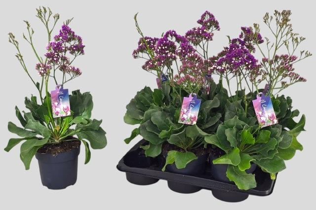 Горшечные цветы и растения оптом Limo Salt Lake от 6шт из Голландии с доставкой по России