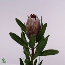 Срезанные цветы оптом Protea pink ice от 10шт из Голландии с доставкой по России