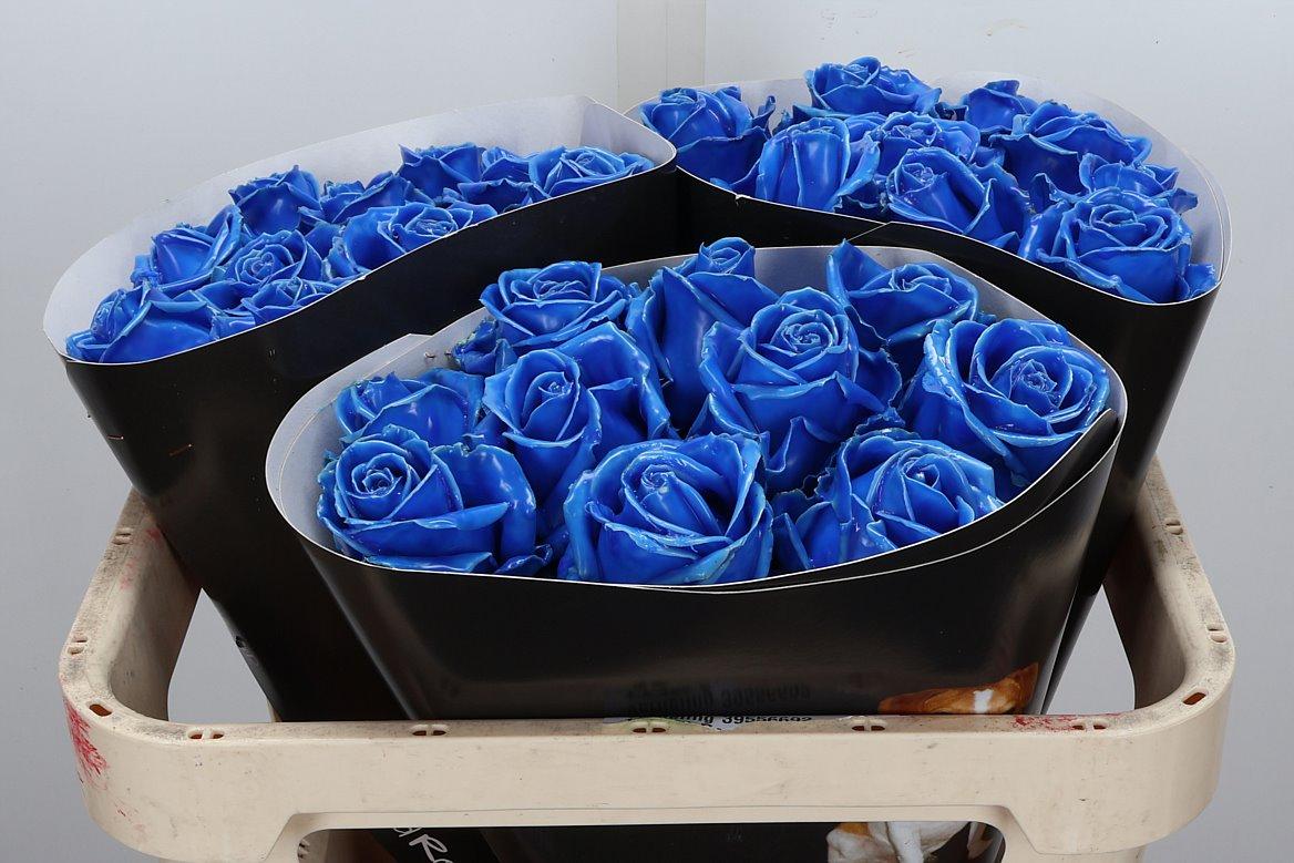 Срезанные цветы оптом Rosa large wax blue от 30шт из Голландии с доставкой по России