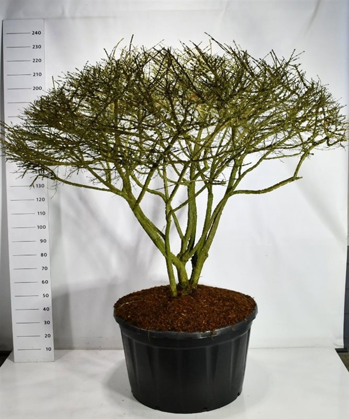 Горшечные цветы и растения оптом Euonymus Alatus от 1шт из Голландии с доставкой по России Горшечные цветы и растения оптом Euonymus Alatus от 1шт из Голландии с доставкой по России