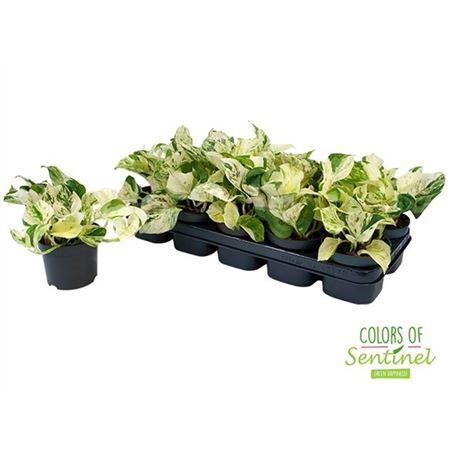 Горшечные цветы и растения оптом Epipremnum Happy Leaf от 10шт из Голландии с доставкой по России