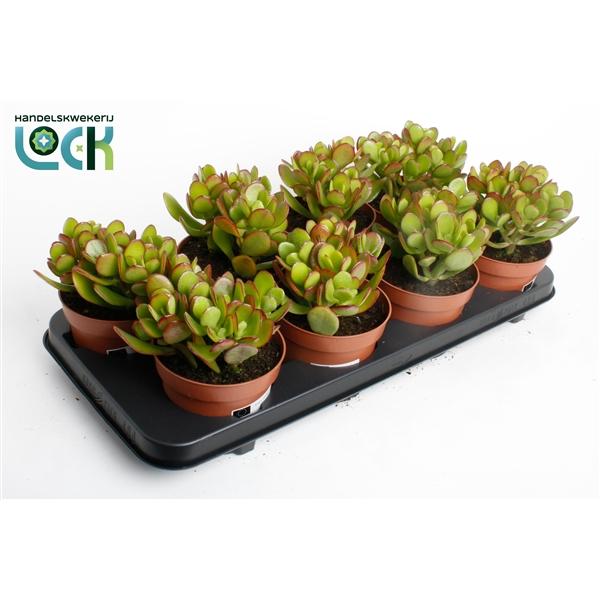Горшечные цветы и растения оптом Crassula Argentea от 6шт из Голландии с доставкой по России