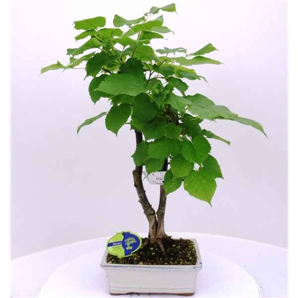 Горшечные цветы и растения оптом Bonsai Tilia Cordata от 2шт из Голландии с доставкой по России