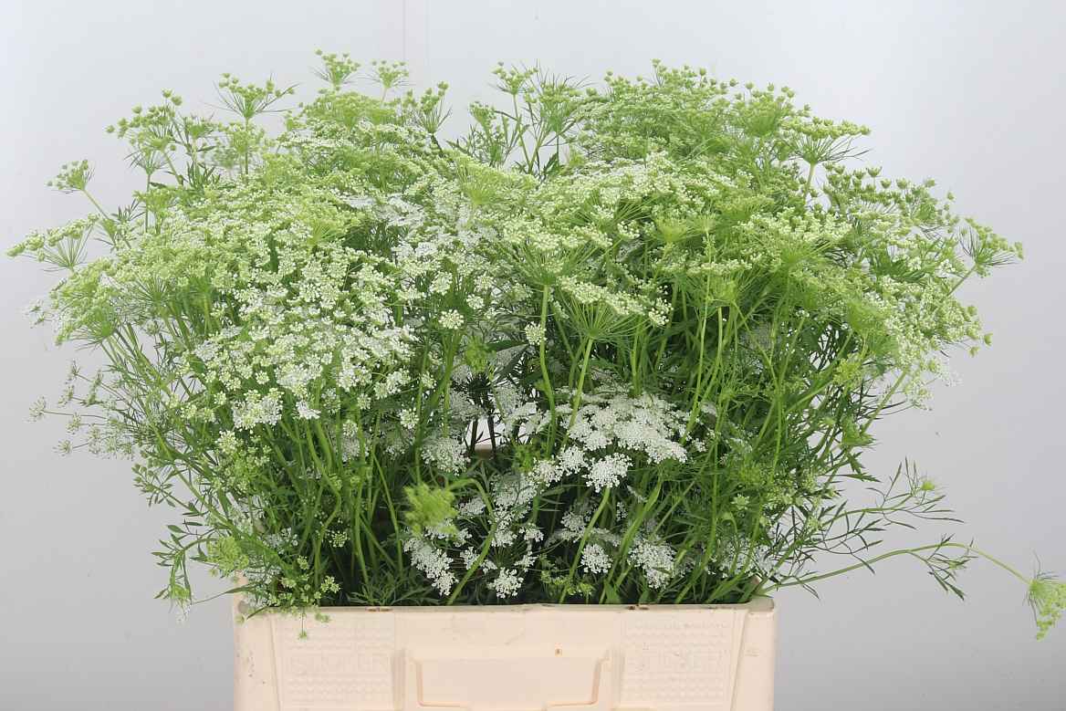 Срезанные цветы оптом Ammi majus white от 100шт из Голландии с доставкой по России