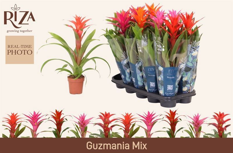 Горшечные цветы и растения оптом Guzm Gem 5 Srt от 10шт из Голландии с доставкой по России