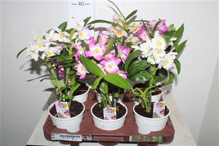 Горшечные цветы и растения оптом Dend Nobile 2-3 Branches от 6шт из Голландии с доставкой по России