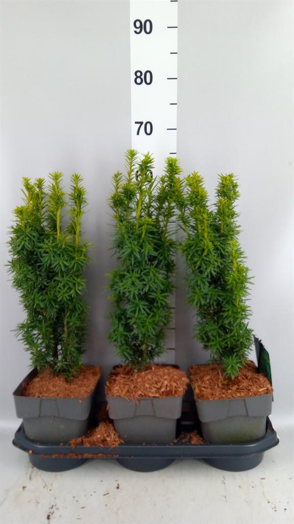 Горшечные цветы и растения оптом Taxus Baccata david от 3шт из Голландии с доставкой по России