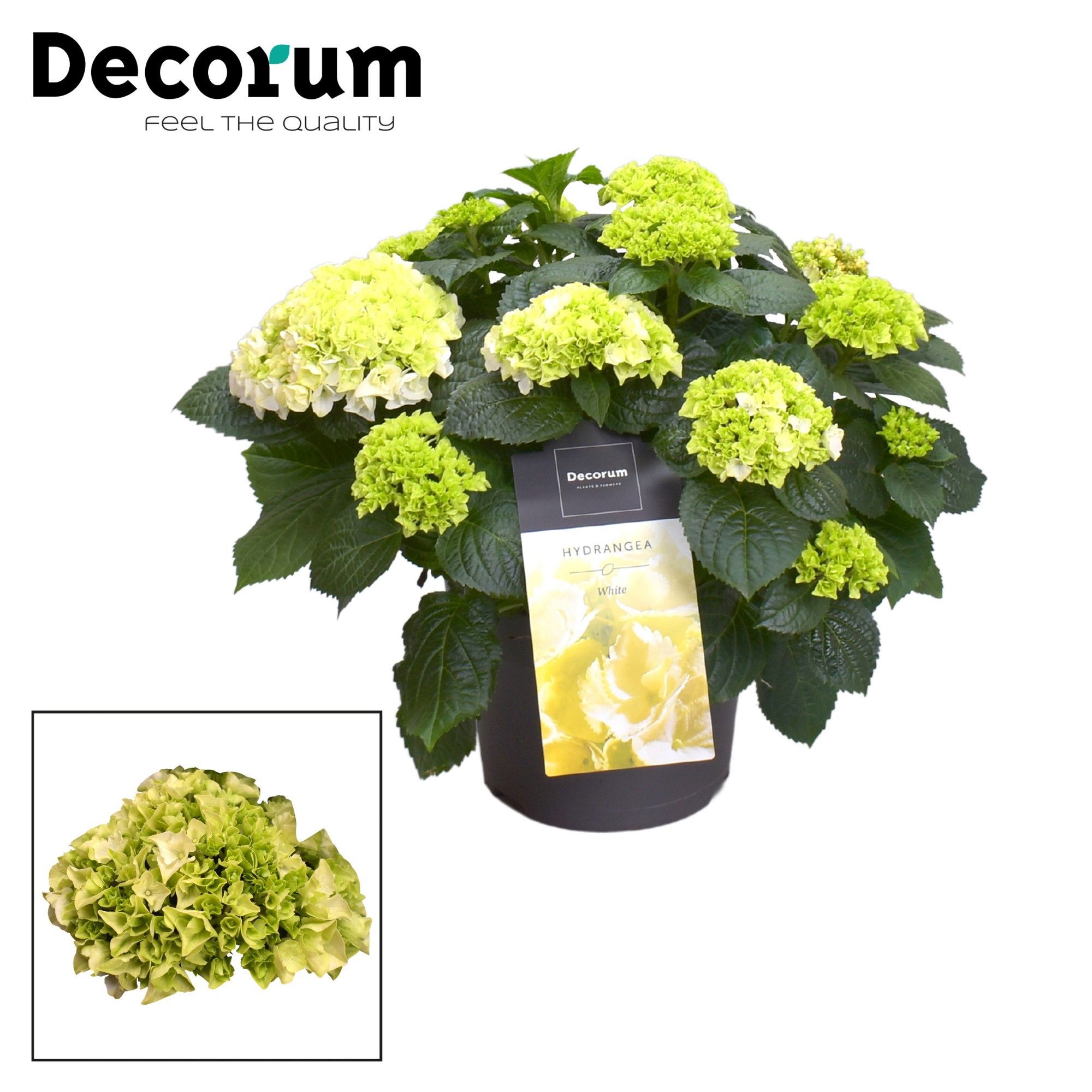 Горшечные цветы и растения оптом Hydrangea Ma White 7+ (decorum) от 1шт из Голландии с доставкой по России