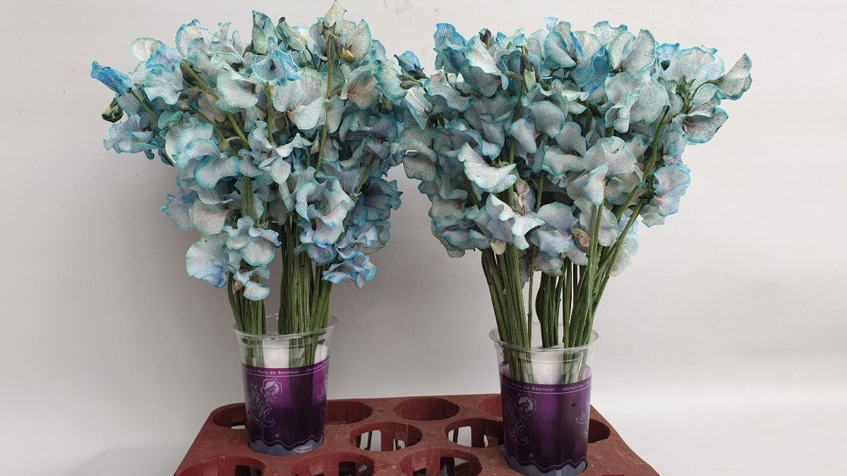 Срезанные цветы оптом Lathyrus paint blue magic от 30шт. из Голландии с доставкой по России