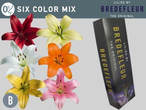 Срезанные цветы оптом Lilium la mix in bucket от 60шт из Голландии с доставкой по России