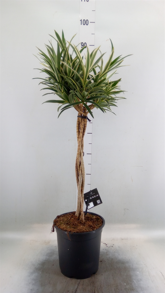 Горшечные цветы и растения оптом Dracaena Refl.   ... от 1шт из Голландии с доставкой по России