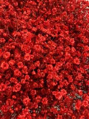 Срезанные цветы оптом Gyps large paint red от 50шт из Голландии с доставкой по России