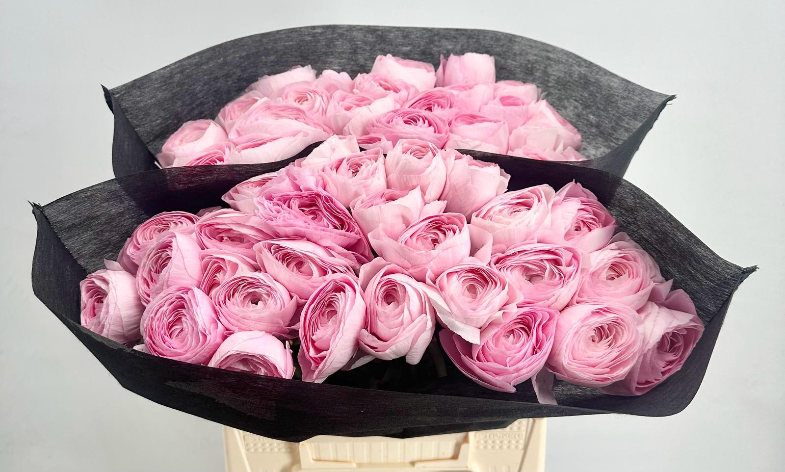 Срезанные цветы оптом Ranunculus clooney pink lady от 50шт из Голландии с доставкой по России