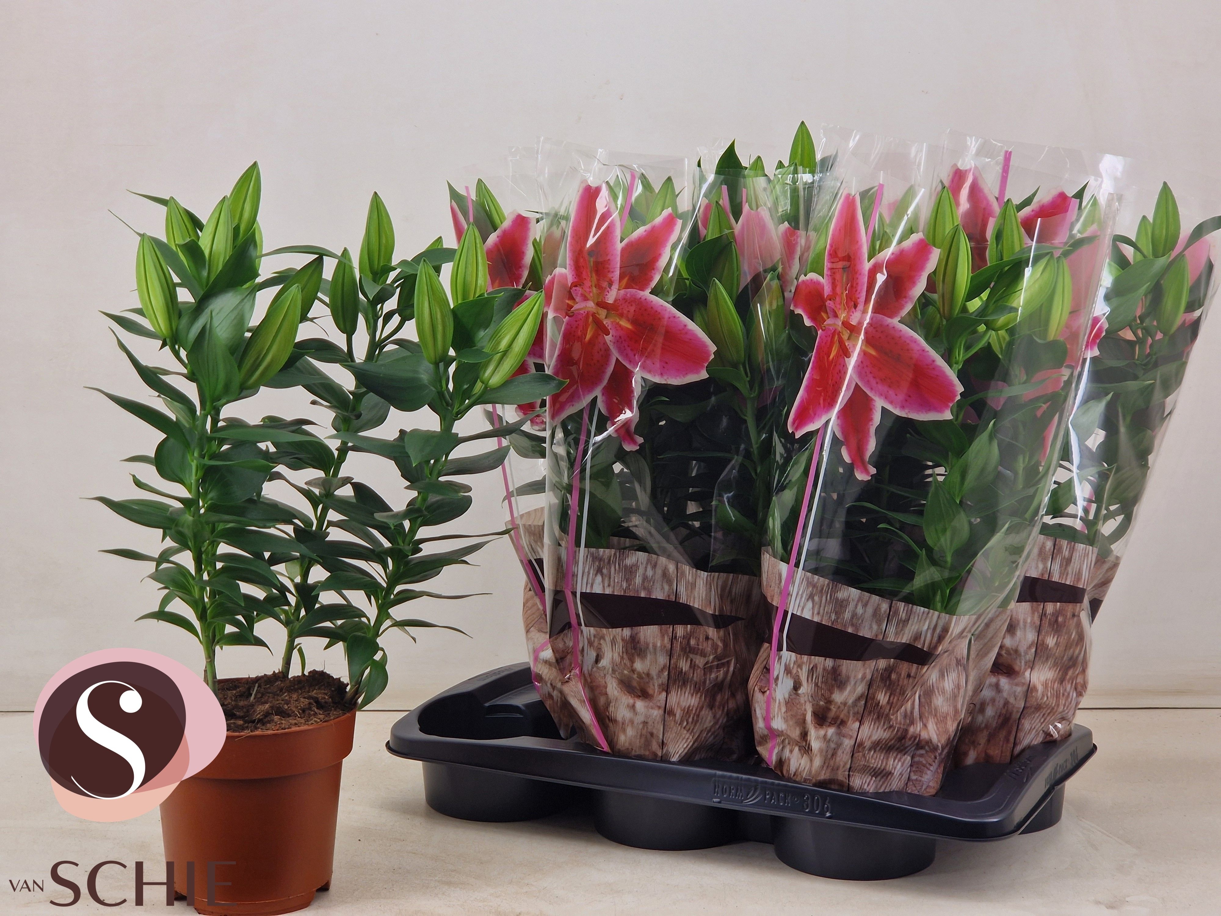 Горшечные цветы и растения оптом Lil Or Magny Cours от 6шт из Голландии с доставкой по России