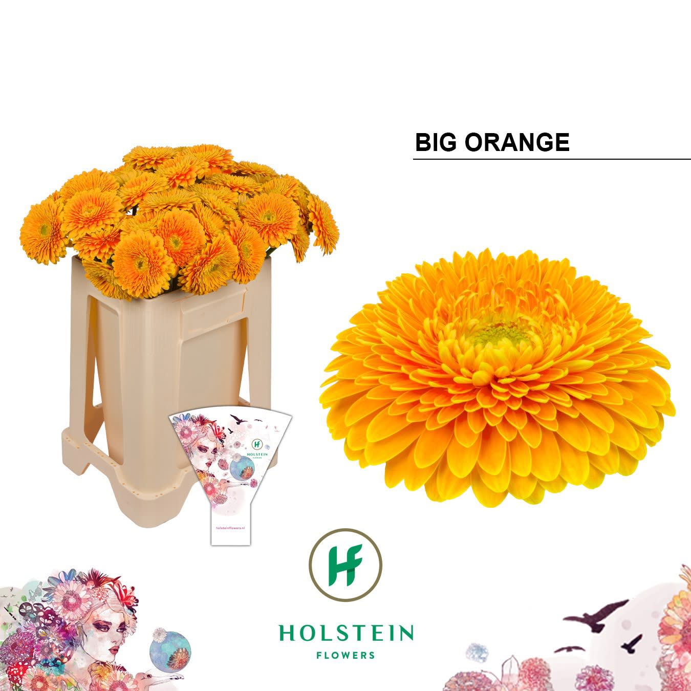 Срезанные цветы оптом Gerbera gerponi big orange от 40шт из Голландии с доставкой по России