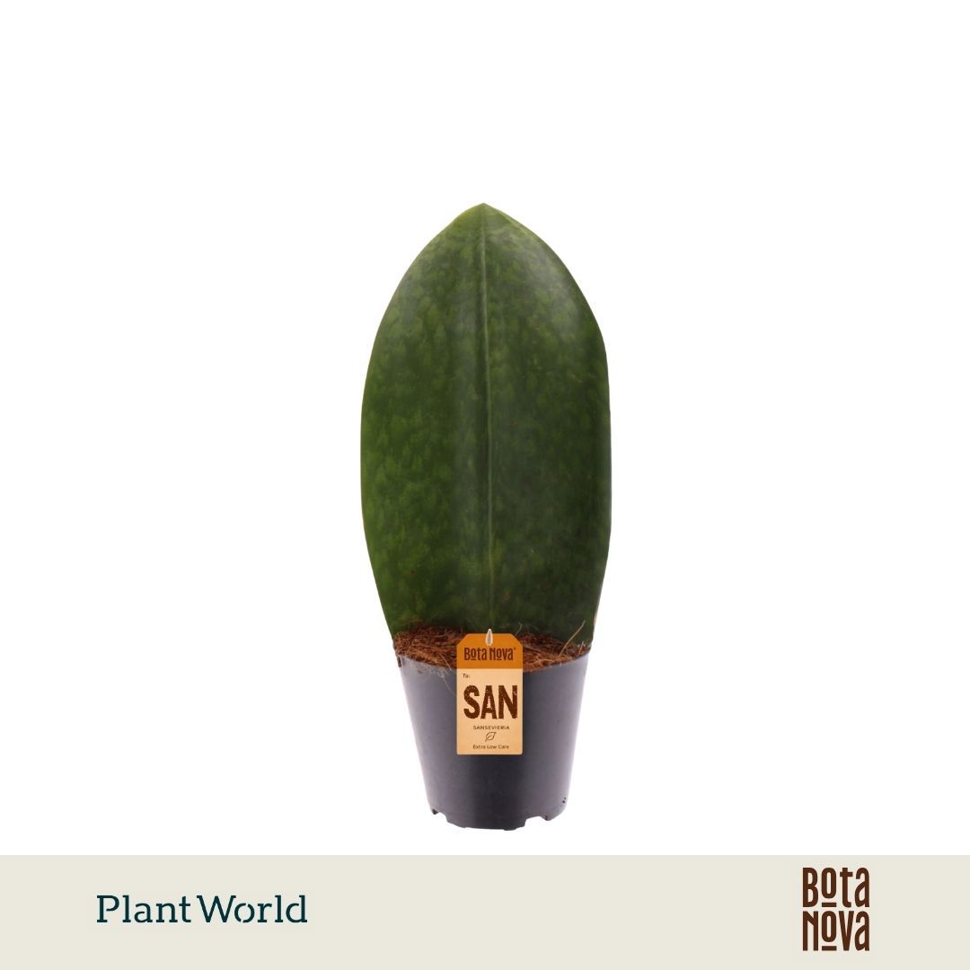 Горшечные цветы и растения оптом Sansevieria Masoniana Whale Fin от 6шт из Голландии с доставкой по России