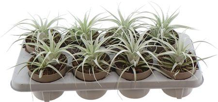 Горшечные цветы и растения оптом Tillandsia Xerograph от 8шт из Голландии с доставкой по России