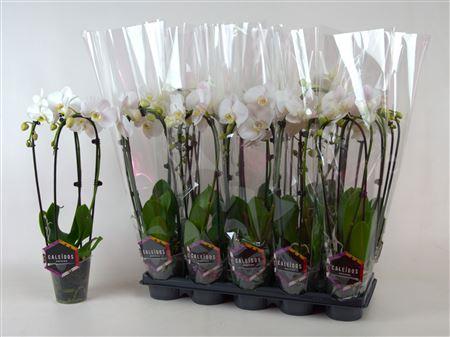 Горшечные цветы и растения оптом Phalaenopsis 2 Tak Cascade от 10шт из Голландии с доставкой по России