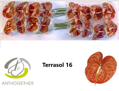 Срезанные цветы оптом Anthurium terrasol A от 10шт из Голландии с доставкой по России