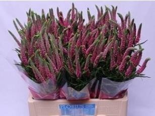 Срезанные цветы оптом Veronica pink от 150шт из Голландии с доставкой по России