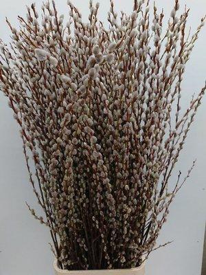 Срезанные цветы оптом Salix magical silver от 150шт из Голландии с доставкой по России